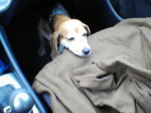 wendy car seat 062013