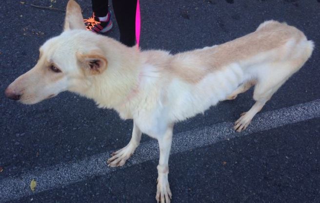 Lucy, as pictured on the KATV website, after being starved in the Brinkley pound.