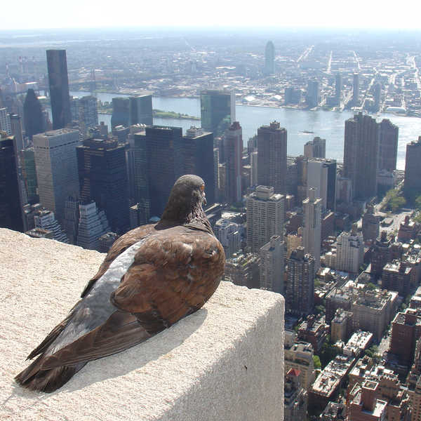 pigeon city